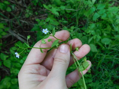 Memoremea scorpioides