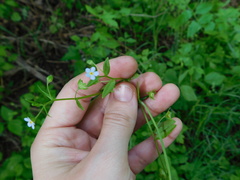 Memoremea scorpioides