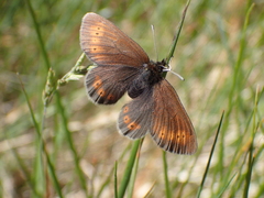 Erebia epiphron
