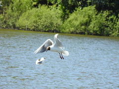 Chroicocephalus ridibundus