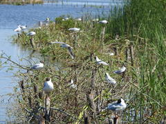 Chroicocephalus ridibundus