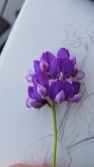 Lathyrus japonicus