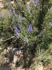 Ceanothus cyaneus