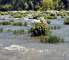 Hymenocallis coronaria