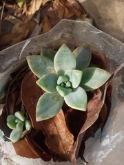 Graptoveria opalina