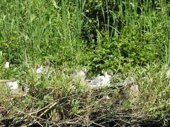 Chroicocephalus ridibundus