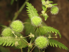 Urtica pilulifera