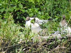 Chroicocephalus ridibundus