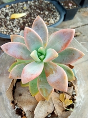 Graptoveria opalina