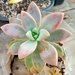 × Graptoveria - Photo (c) Alan Bocanegra, algunos derechos reservados (CC BY-NC), subido por Alan Bocanegra