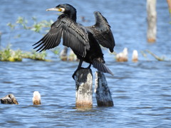 Phalacrocorax carbo