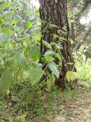 Urtica pilulifera