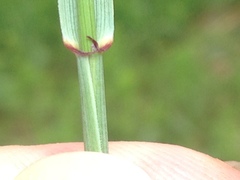 Elymus smithii