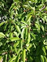 Prunus