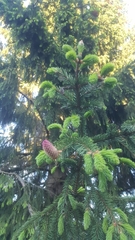 Picea abies