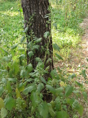 Urtica pilulifera