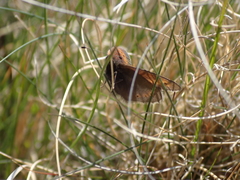 Erebia epiphron