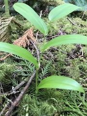 Streptopus streptopoides