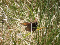 Erebia epiphron