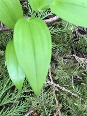 Streptopus streptopoides