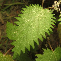 Urtica pilulifera