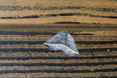 Metanema determinata