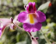 Proboscidea louisianica fragrans