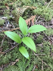 Streptopus streptopoides