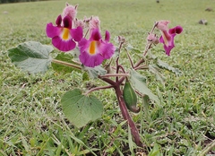 Proboscidea louisianica fragrans