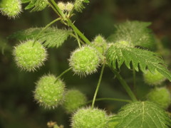 Urtica pilulifera