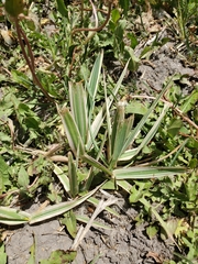 Phalaris arundinacea picta