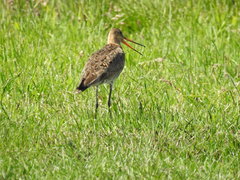 Limosa limosa