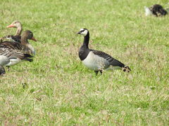 Branta leucopsis