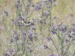 Carduelis carduelis