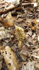 Morchella