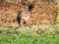 Phasianus colchicus