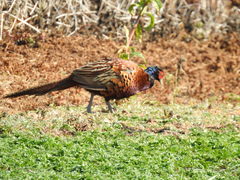 Phasianus colchicus