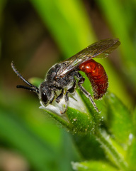 Sphecodes ranunculi