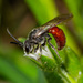 Sphecodes ranunculi - Photo (c) bob15noble, some rights reserved (CC BY-NC), uploaded by bob15noble