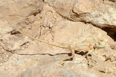 Pseudotrapelus sinaitus