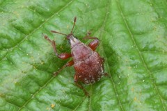 Himatolabus pubescens