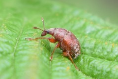 Himatolabus pubescens