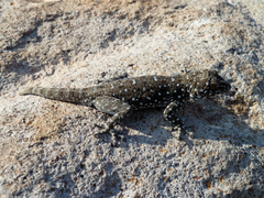 Northern Fan-Footed Gecko photo 2