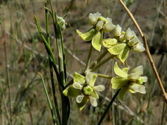 Gomphocarpus filiformis