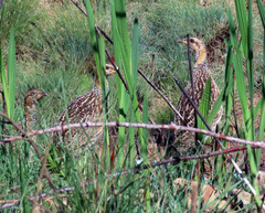 Scleroptila levaillantii