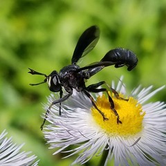Physocephala floridana