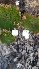 Pinguicula immaculata