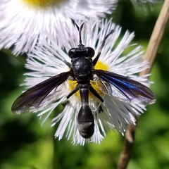 Physocephala floridana