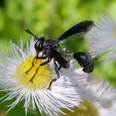 Physocephala floridana