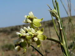 Gomphocarpus filiformis